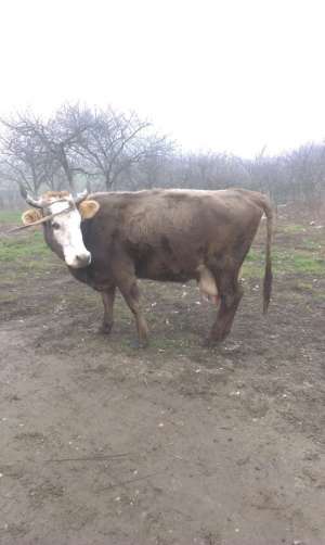 Vand 3 vaci brune gestante in 7-8luni,  2 aflate la a treia fatare s
