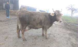 Vand 3 vaci brune gestante in 7-8luni,  2 aflate la a treia fatare s