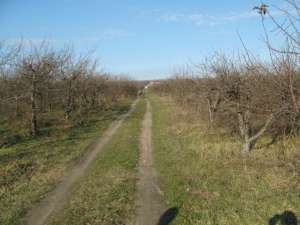 vand ferma de 14 hectare de meri