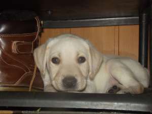 Labrador retriever