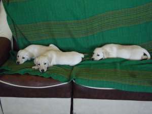 Labrador retriever