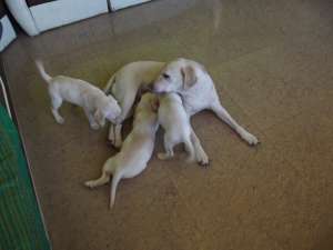 Labrador retriever