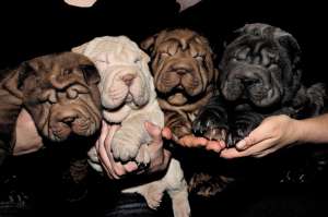crescator vand pui shar pei culotri deosebite