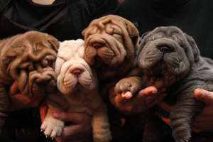 crescator vand pui shar pei culotri deosebite