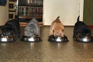 crescator vand pui shar pei culotri deosebite