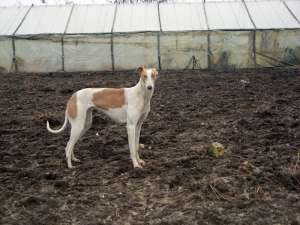 femela ogar greyhound 2 ani