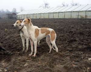 femela ogar greyhound 2 ani