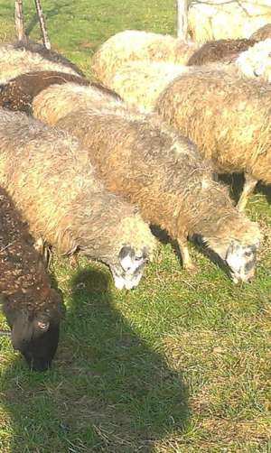 Vand 50 oi karakul brumarii si negre gestante