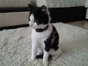Dau spre adoptie un pui de pisic urgent!