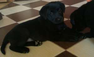 Pui Labrador - culoare neagra