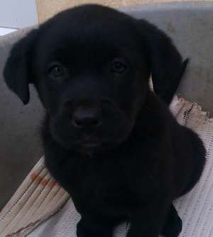 Pui Labrador - culoare neagra