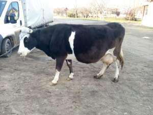 vand 2 vaci holstein si una bruna gestante
