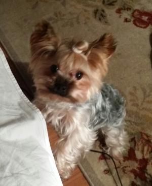 Caut Yorkshire Terrier Toy fetita pentru monta Timis