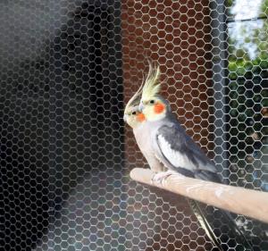 Garduri,  plase protectie animale