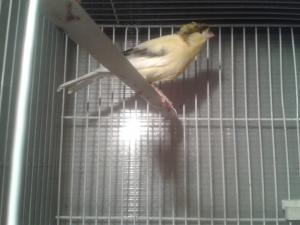 Vand canari de cantec si de culoare