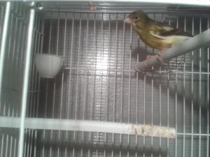 Vand canari de cantec si de culoare