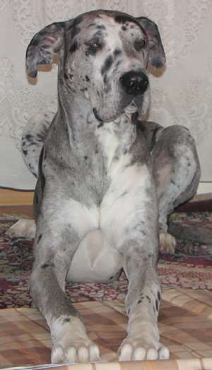 Pui Dog German