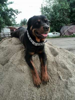 Rottweiler