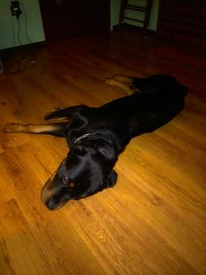 Rottweiler