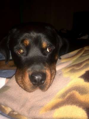 Rottweiler