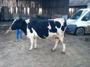 Vand 2 vaci holstein gestante in 8luni si una bruna