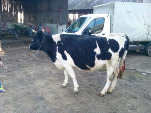 Vand 2 vaci holstein gestante in 8luni si una bruna