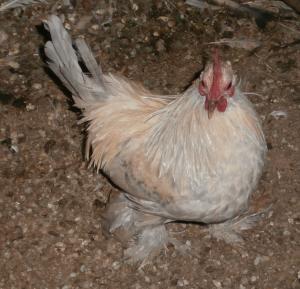 DE VANZARE GAINI CHABO GALBEN SI MII DE FLORI GALBEN BOBAT CU ALB SI ISABEL