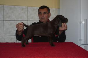 caini brac german
