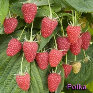 Zmeura Polka