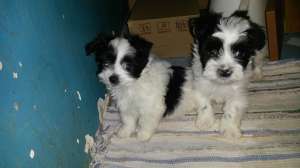 vand bichon