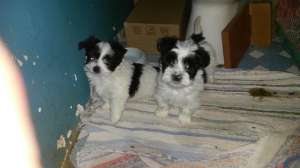vand bichon
