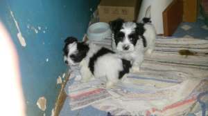 vand bichon