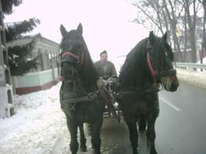 cai de vanzare