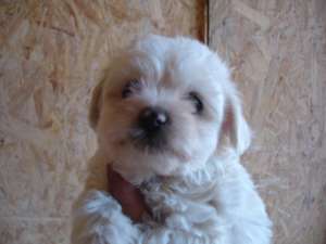 vand bichon maltez