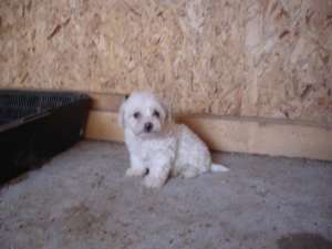vand bichon maltez