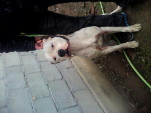 caut mascul de dog argentinian pt monta