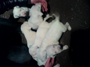 caut mascul de dog argentinian pt monta