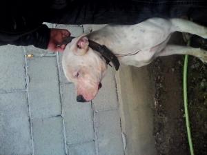 caut mascul de dog argentinian pt monta