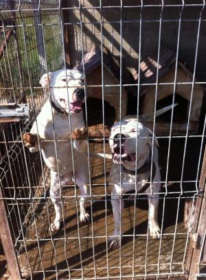 caut mascul de dog argentinian pt monta