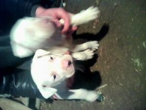 caut mascul de dog argentinian pt monta