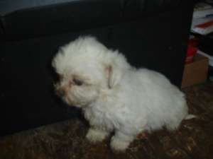 vand bichon maltez