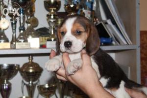Canisa vand  catei rasa Beagle  cu pedigree !!!