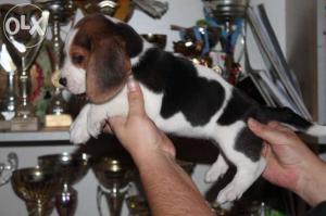 Canisa vand  catei rasa Beagle  cu pedigree !!!