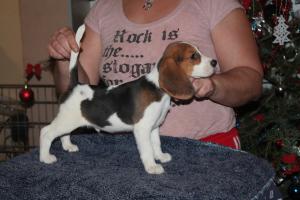 Canisa vand  catei rasa Beagle  cu pedigree !!!