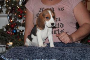 Canisa vand  catei rasa Beagle  cu pedigree !!!