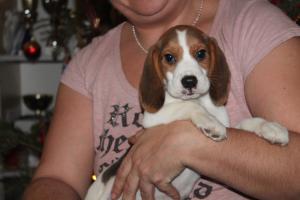 Canisa vand  catei rasa Beagle  cu pedigree !!!