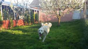 Pensiune canina Iasi