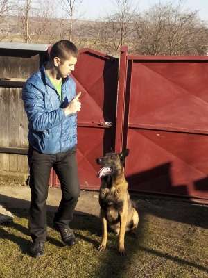 MALINOIS pt monta
