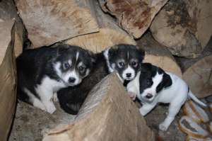 donez catei metis dog german cu lup