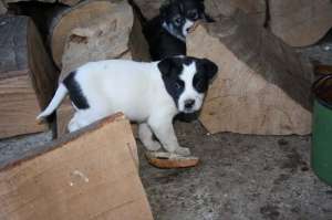 donez catei metis dog german cu lup